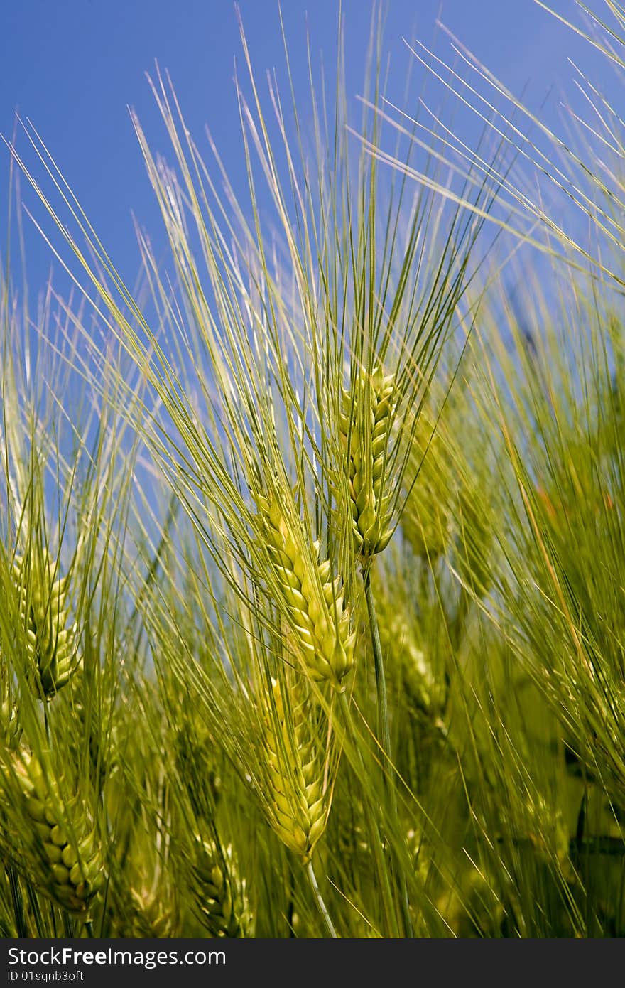 Green rye over blue sky