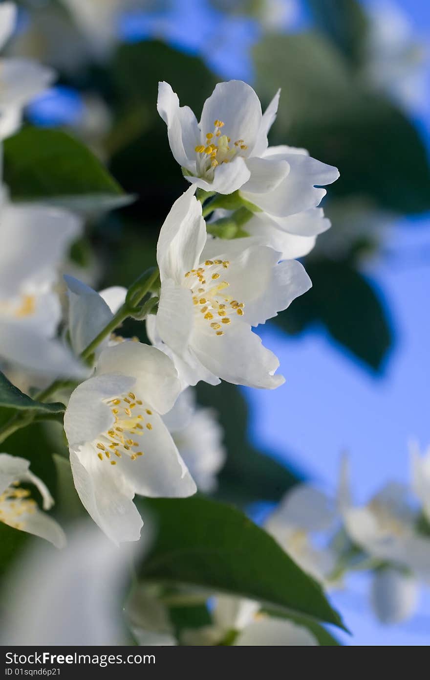 Beautiful apple flowers