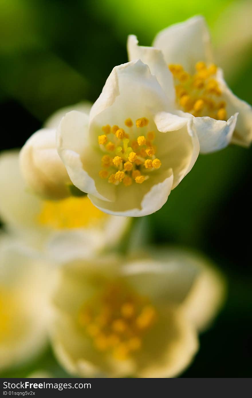 Beautiful white flowers summer background