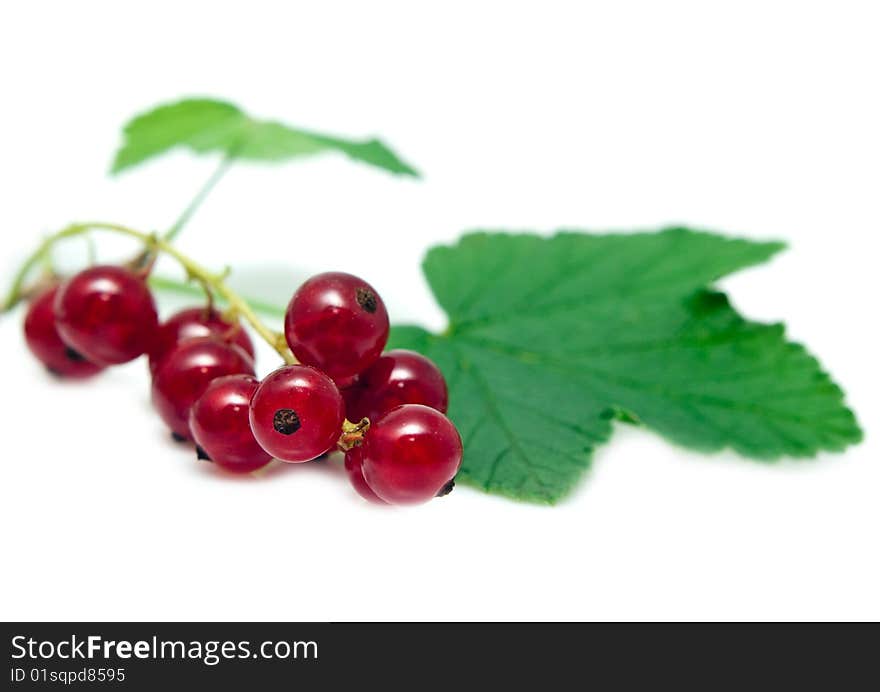 Ripe currant