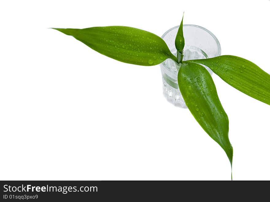 Bamboo sprout isolated on white