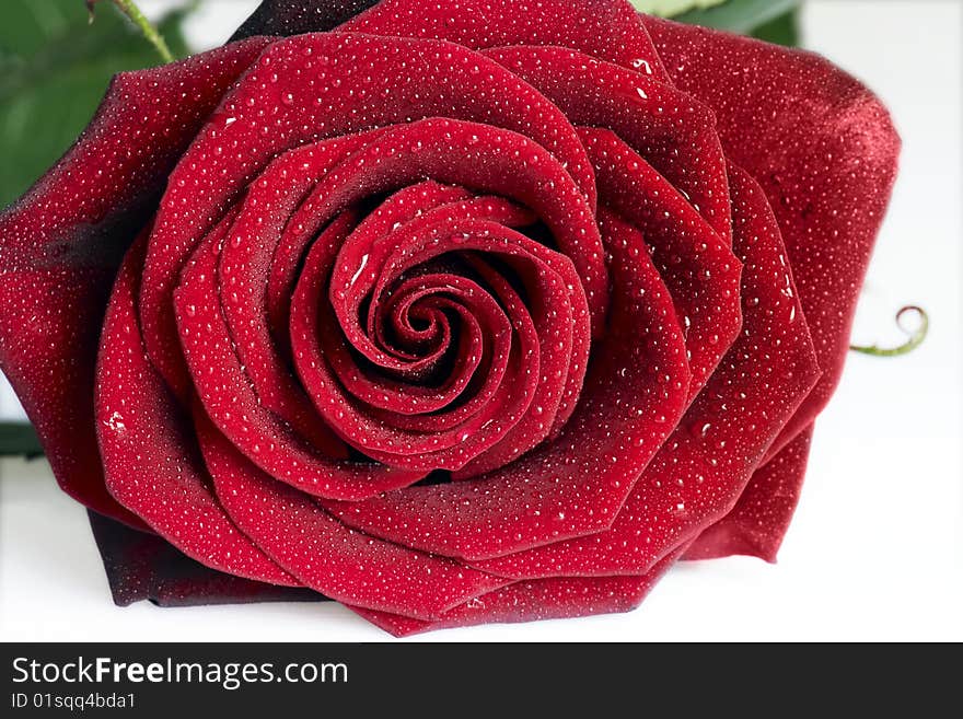 Close up of a rose with dew