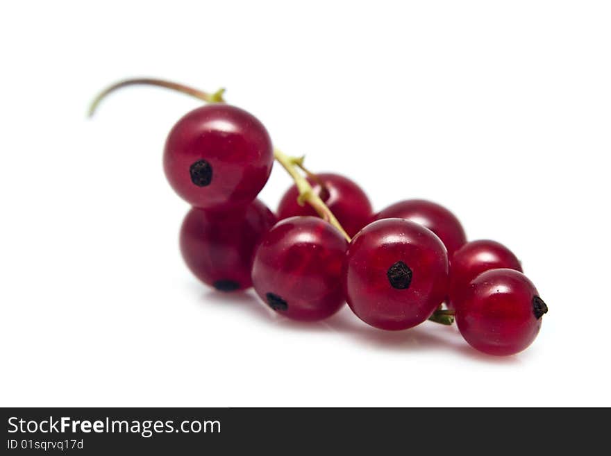 Sprig of currant