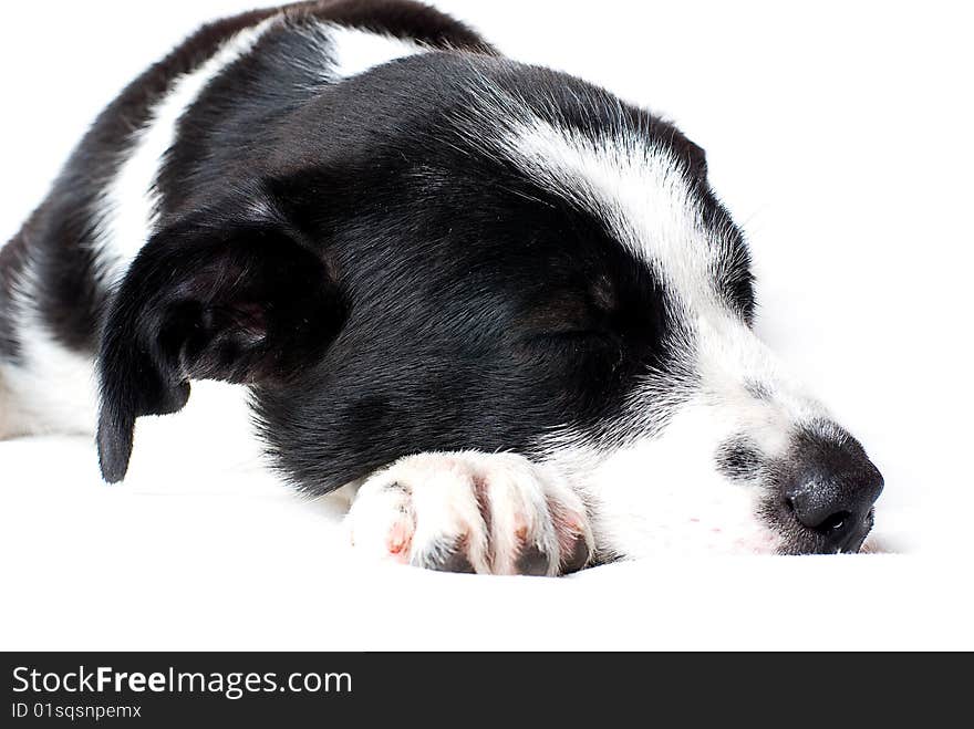 Border collie puppy sleeping laying on leg