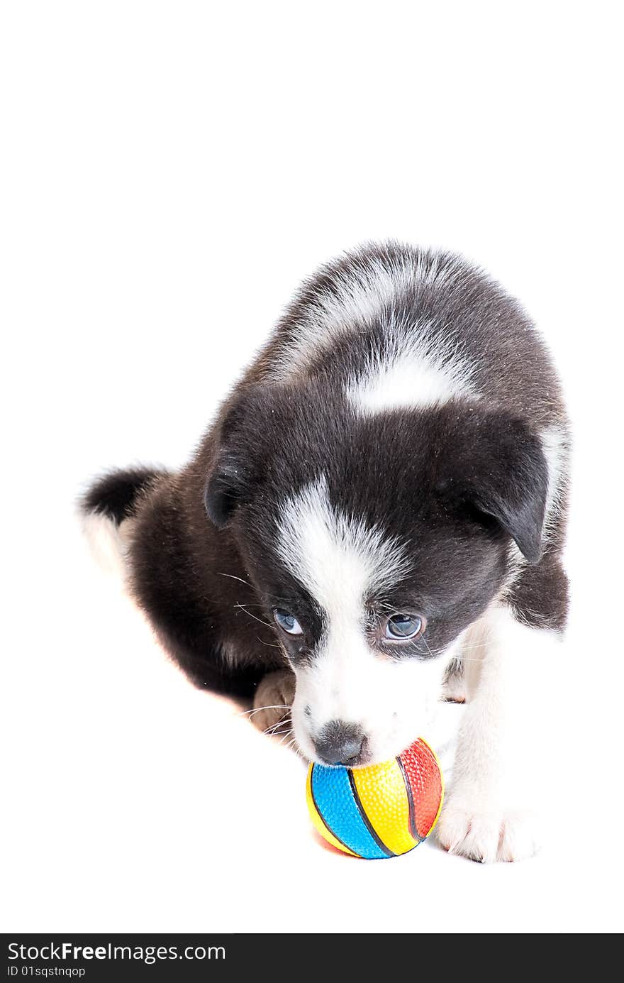 Border collie puppy playing with colorful ball