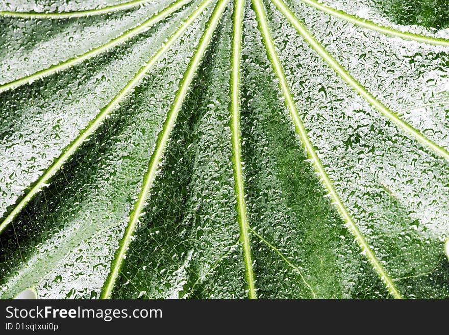 Close up of a green leaf with dew