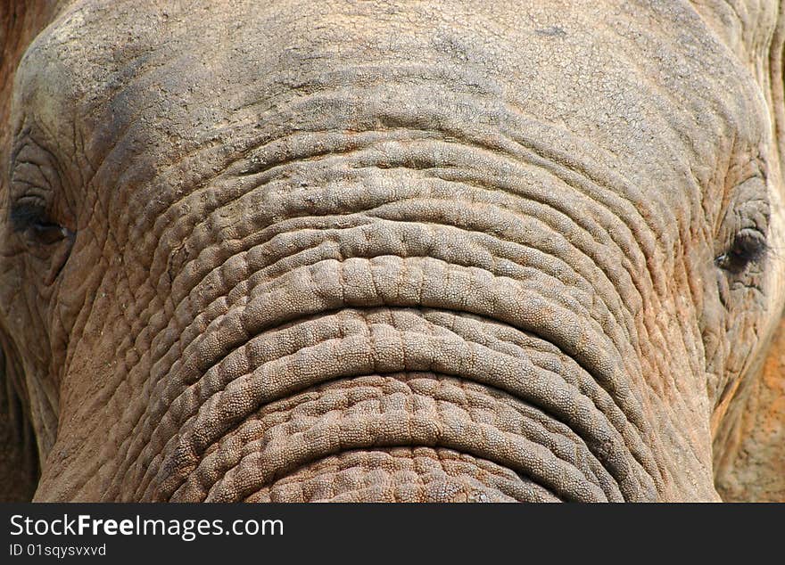 Close-up of elephant's head and trunk. Close-up of elephant's head and trunk