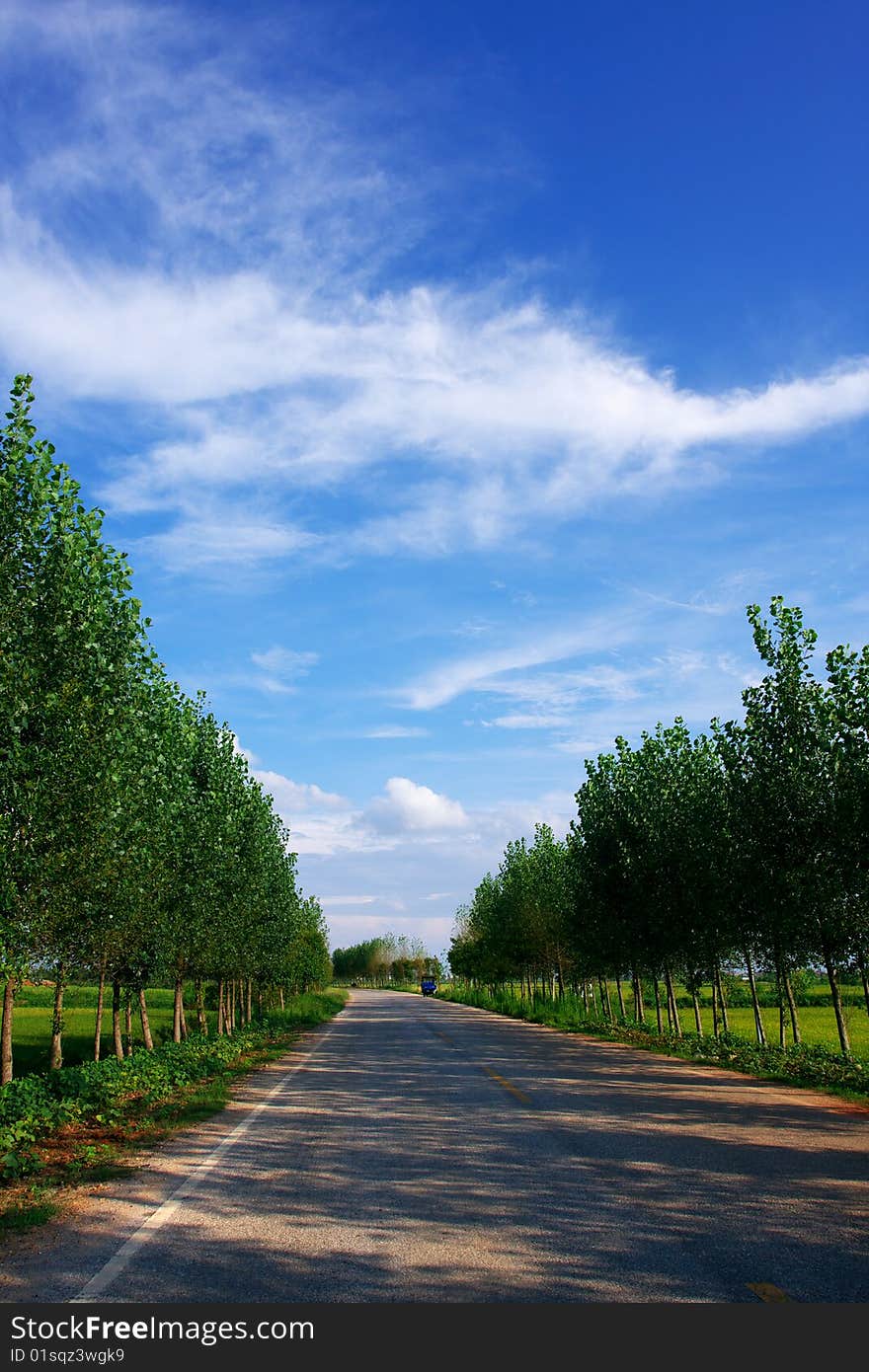 A road astride trees on fine days