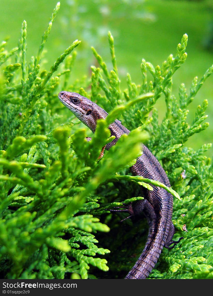 Small european lizard in green bush. Small european lizard in green bush.