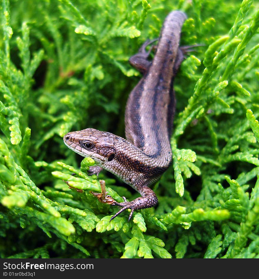 Lizard sitting in green bush. Lizard sitting in green bush.