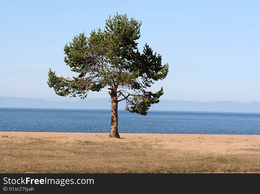 Tree Alone