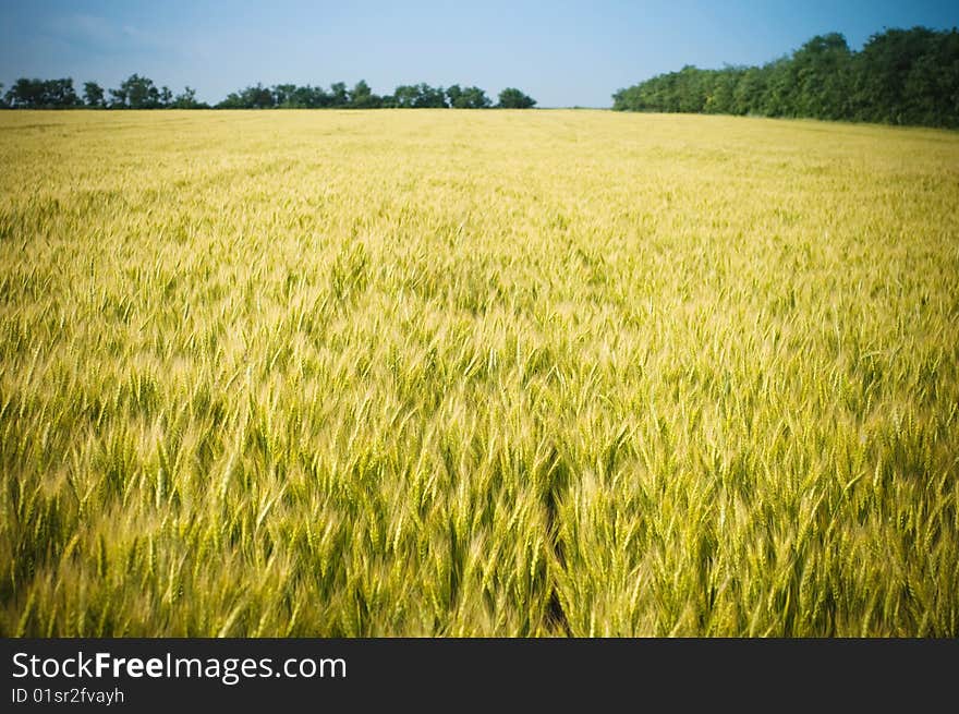 Farm field with wheat plant