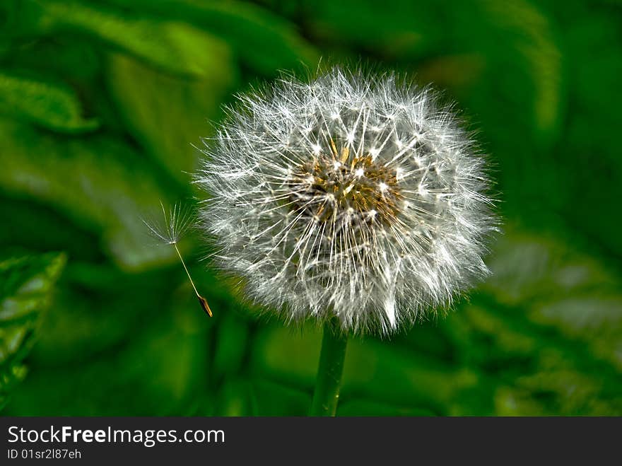 Dandelion