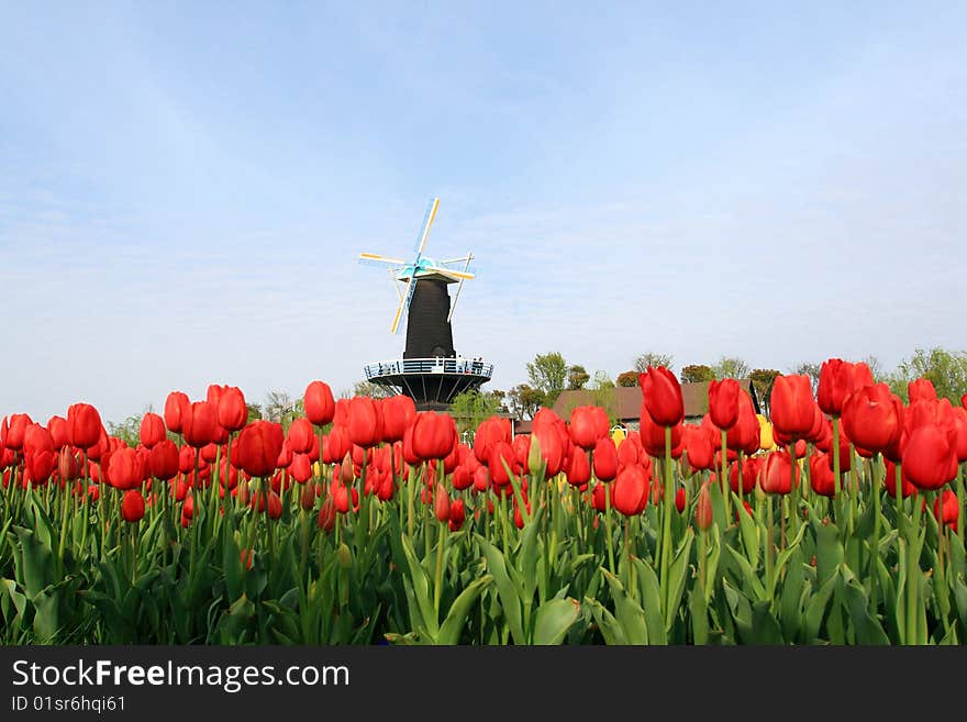 Windmill with many red tulips in front