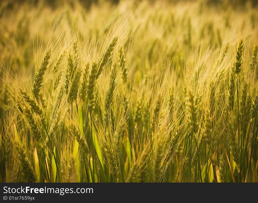 Farm field with wheat plant