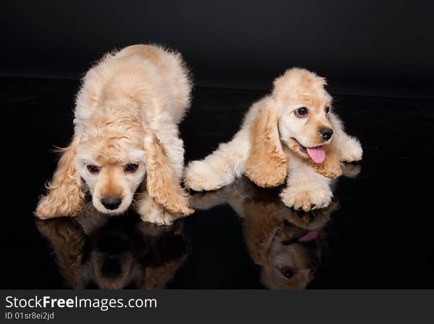 Little cocker spaniels on a blck plastic floor. Little cocker spaniels on a blck plastic floor