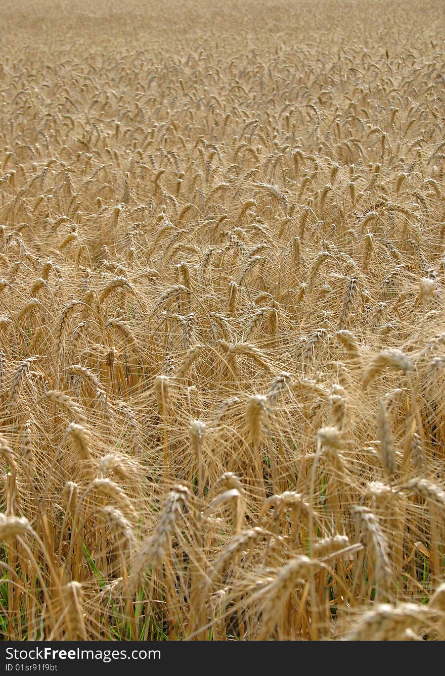 Wheat field at the time of harvest. Wheat field at the time of harvest