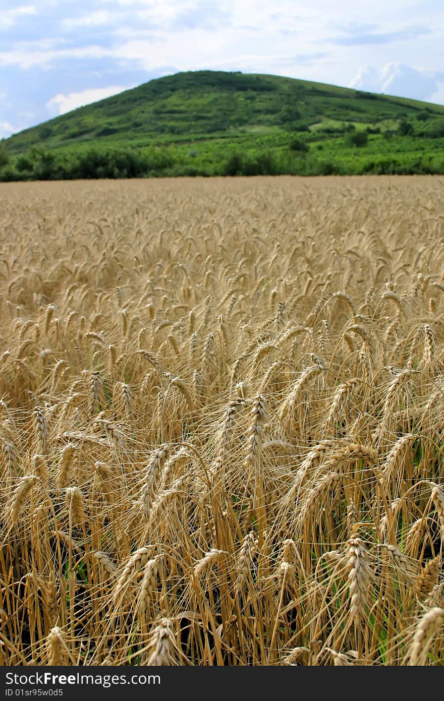 Wheat field at the time of harvest. Wheat field at the time of harvest