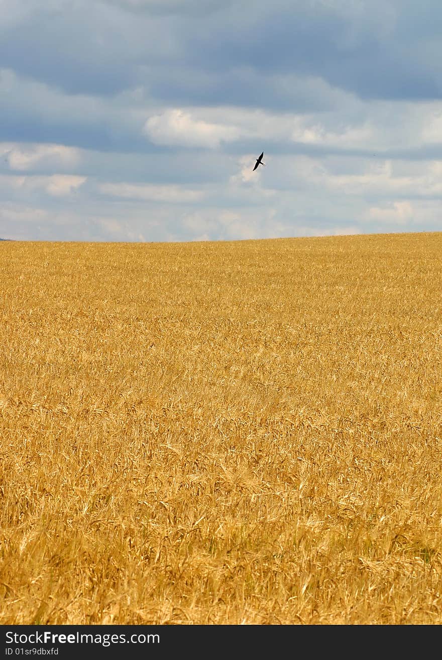 Wheat field at the time of harvest. Wheat field at the time of harvest