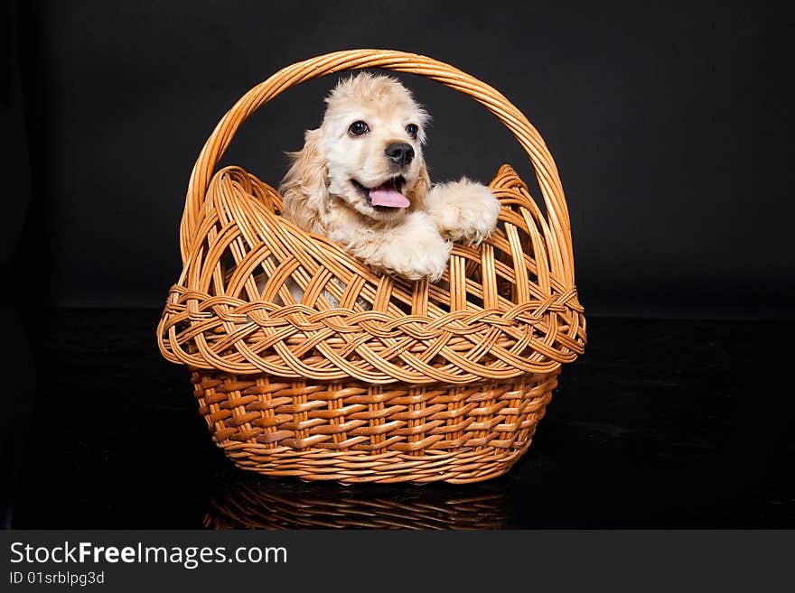 Little cocker spaniels in a wicker basket. Little cocker spaniels in a wicker basket