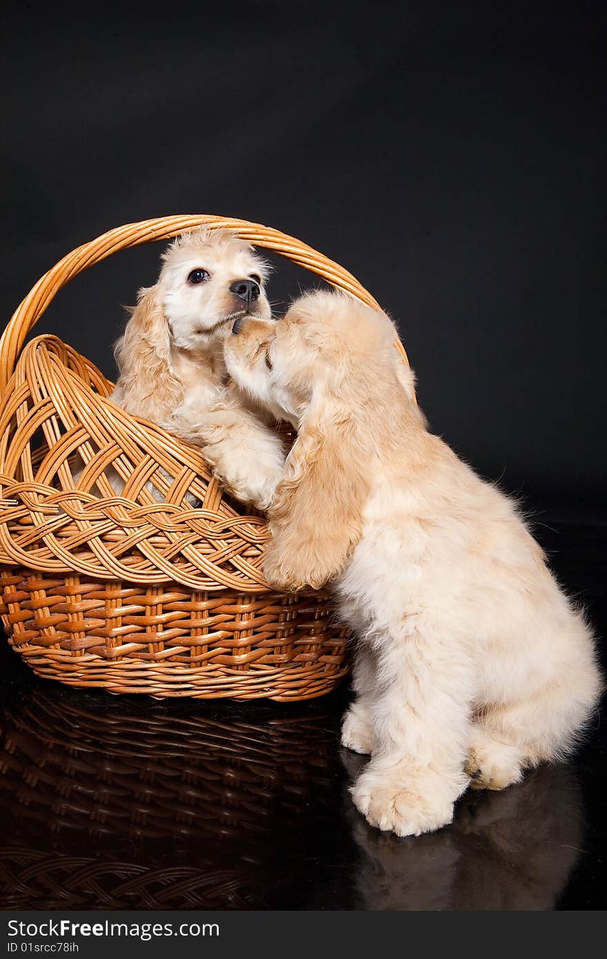 Cocker Spaniel