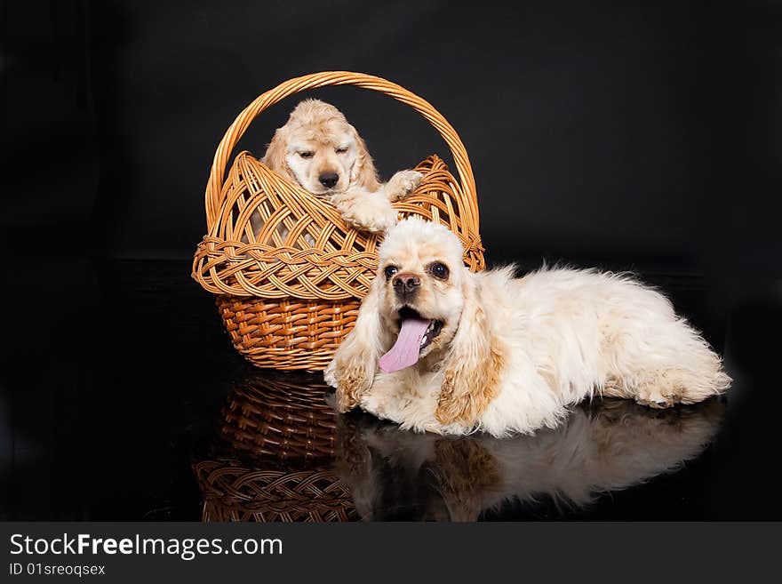 Little cocker puppies in a wicker basket