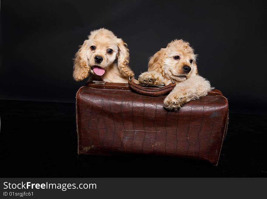 Little cocker puppies in an old bag