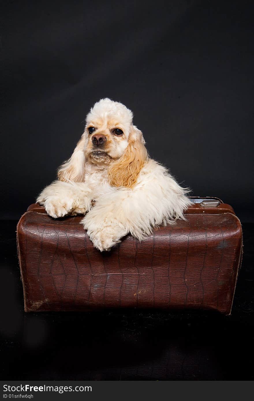 Little cocker puppy in an old bag