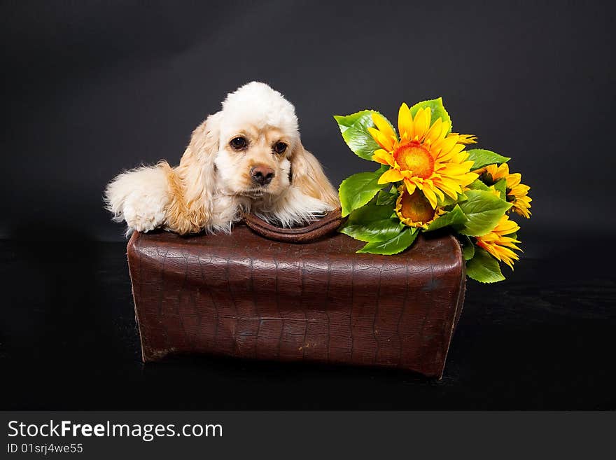 Cocker Puppy And Sunflower