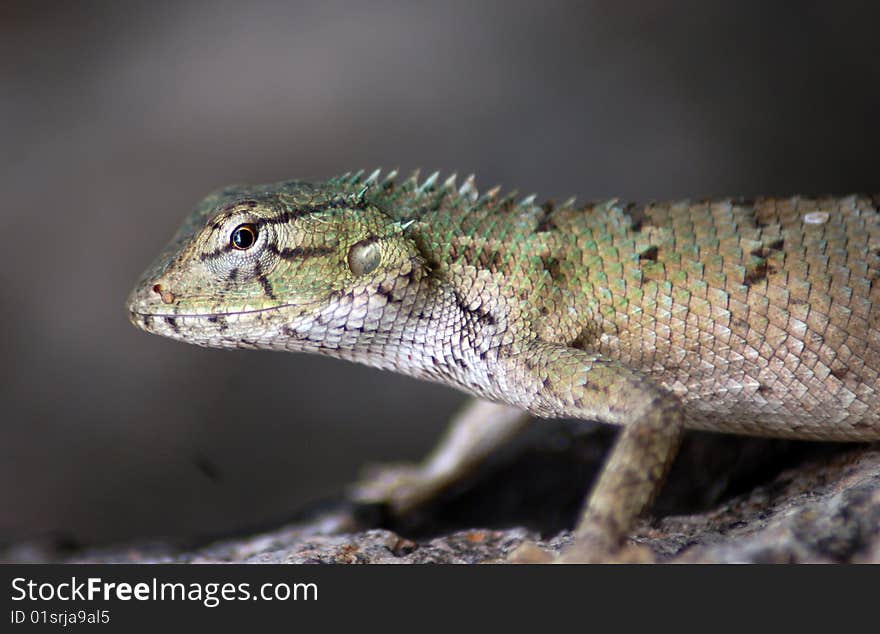 Lizard in wild