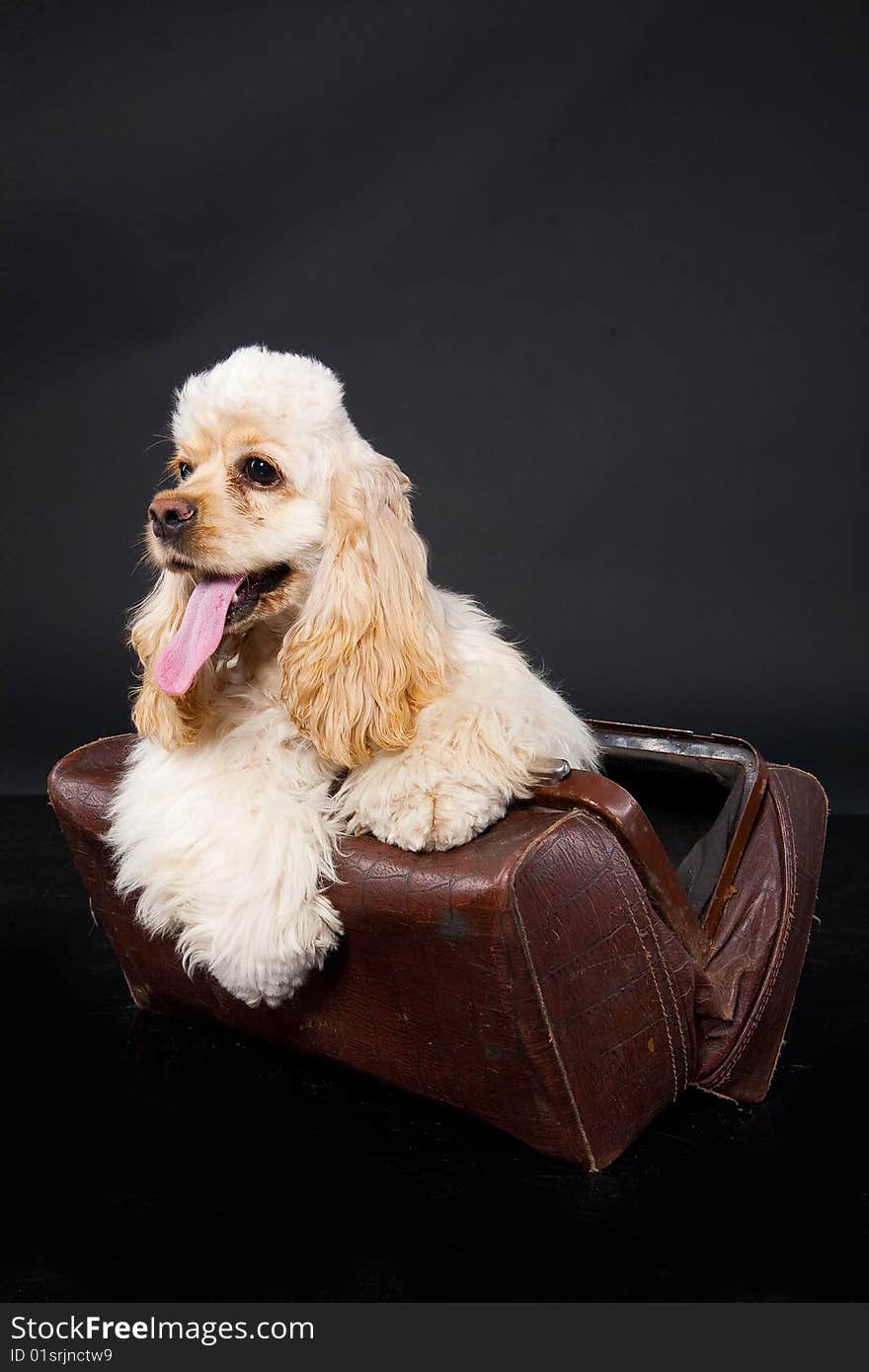 Little cocker puppy in an old bag