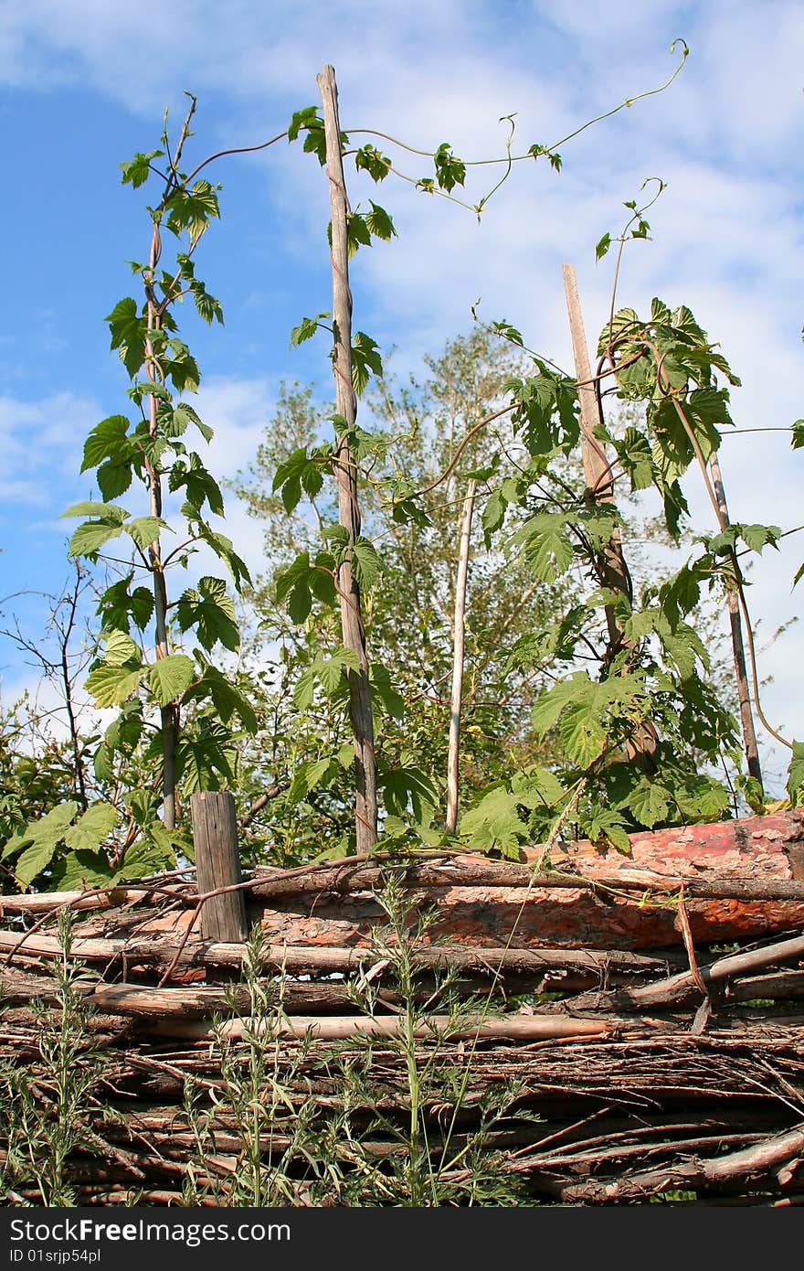 Wattle fence round a kitchen garden