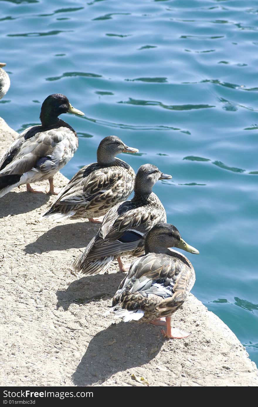 Group of ducks basking at Lakeside. Group of ducks basking at Lakeside