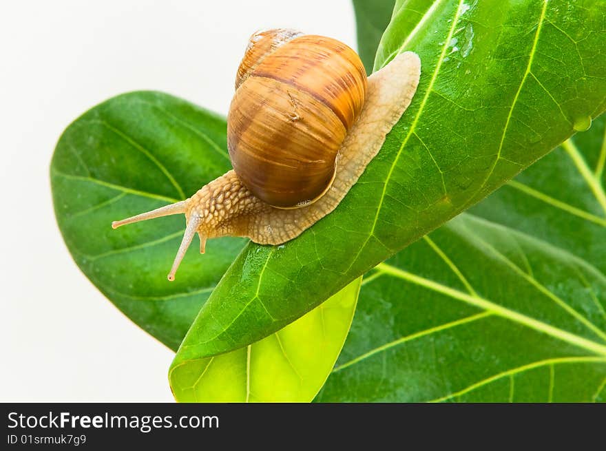 Large grape snail with short moustaches creeping on green sheet. Large grape snail with short moustaches creeping on green sheet