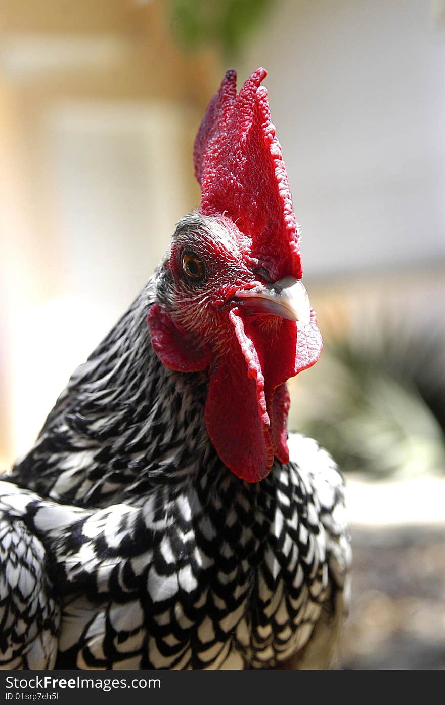 Portrait of a Mad Fighting Rooster