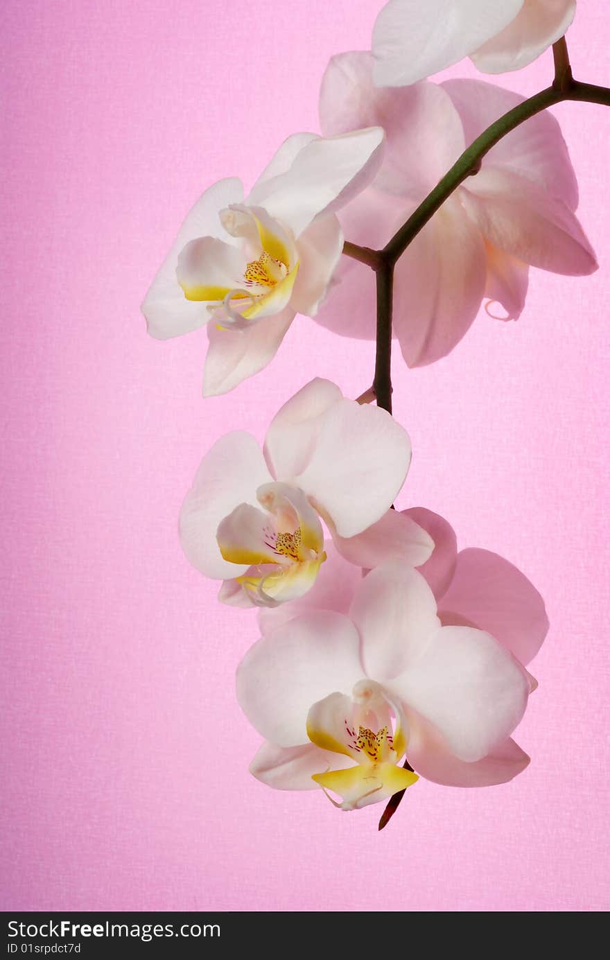 White orchid on pink background