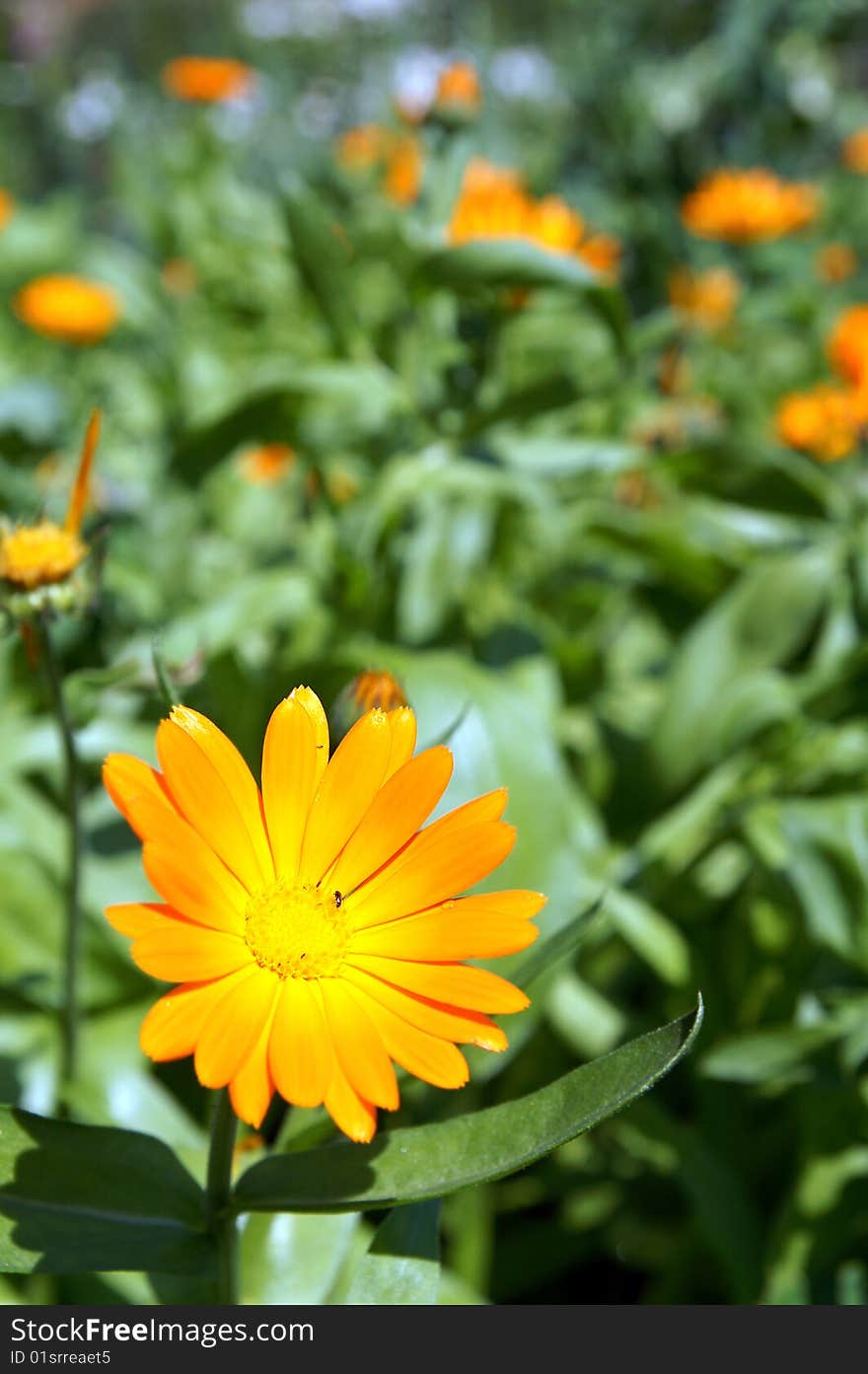 A sunny bright orange marigold or calendula flower on a bed, blur background, closeup. A sunny bright orange marigold or calendula flower on a bed, blur background, closeup