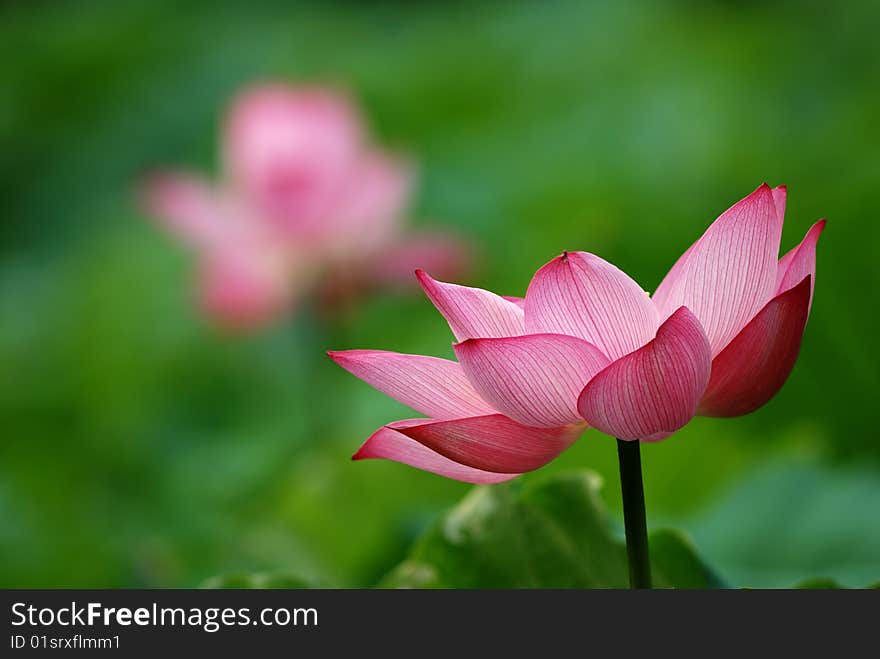 Single lotus on the pond with close-up