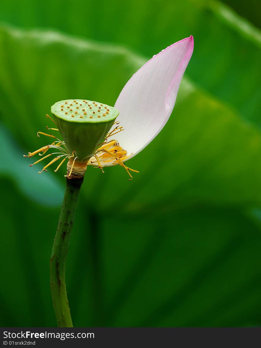 Single lotus on the pond with close-up