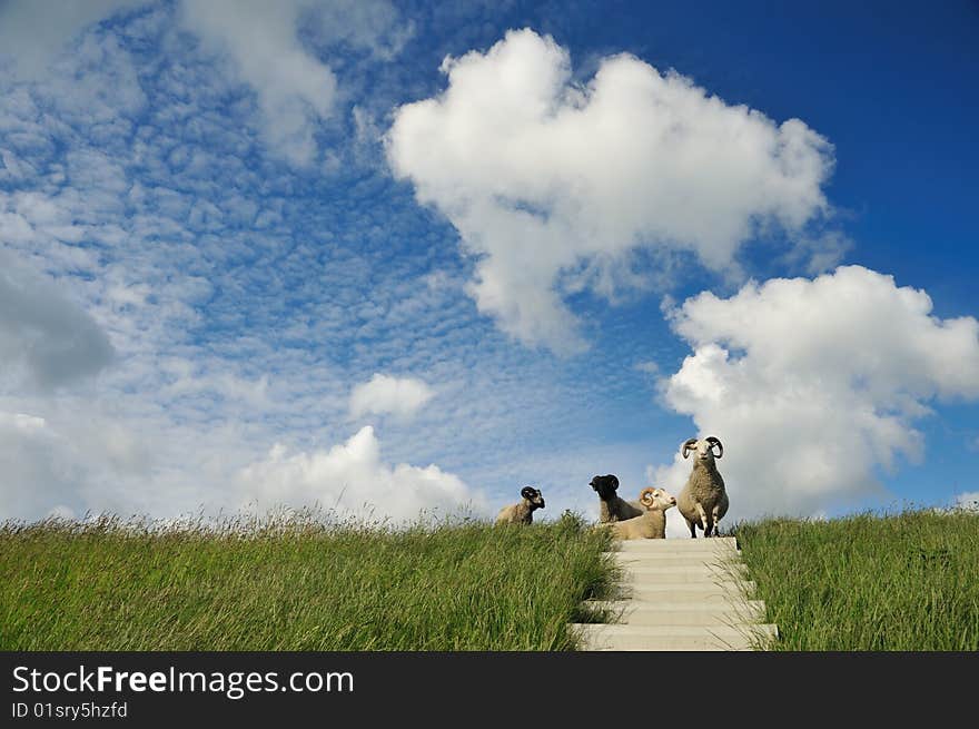 Sheep on top of the dike