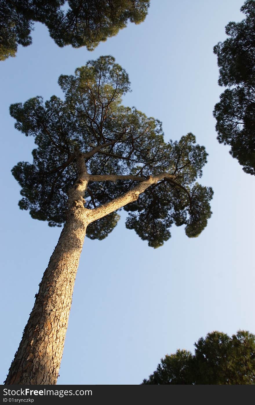 Evergreen pine trees over clear sky, vertical viewpoint