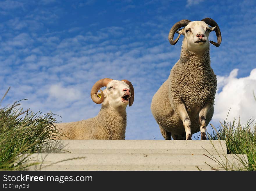 Sheep on top of the dike