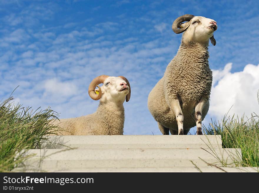 Sheep on top of the dike