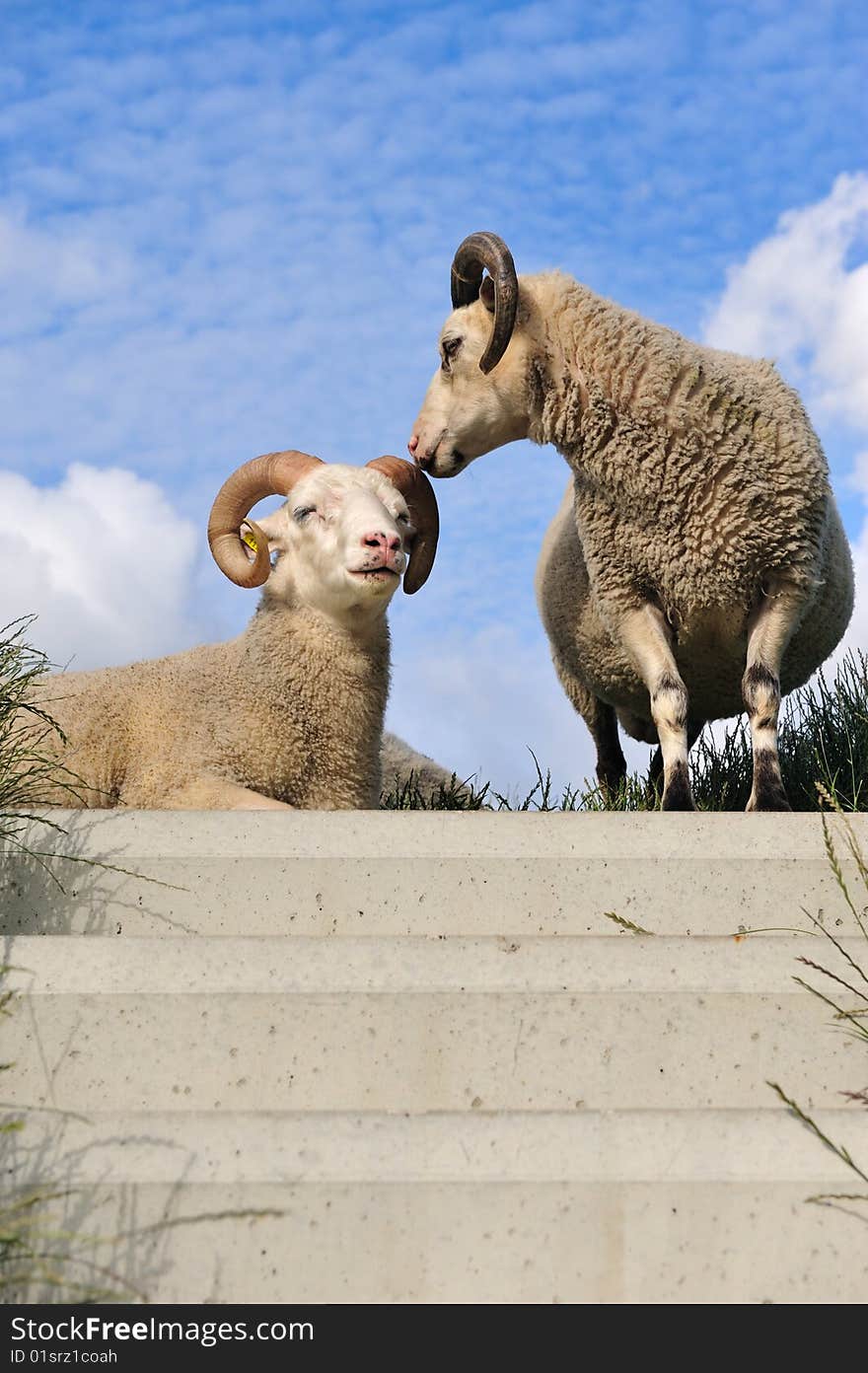 Sheep on top of the dike