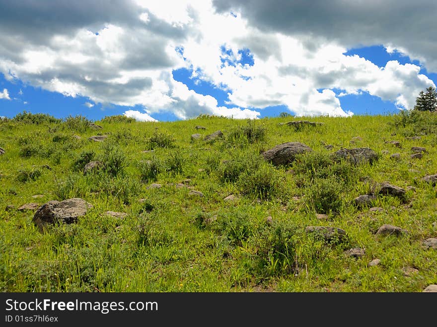 Colorado meadow