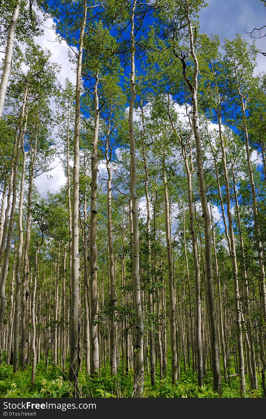 Colorado aspens