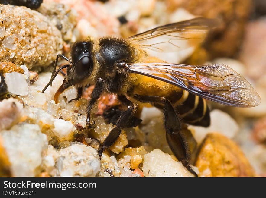 A bee is trying to drink water beside the stream