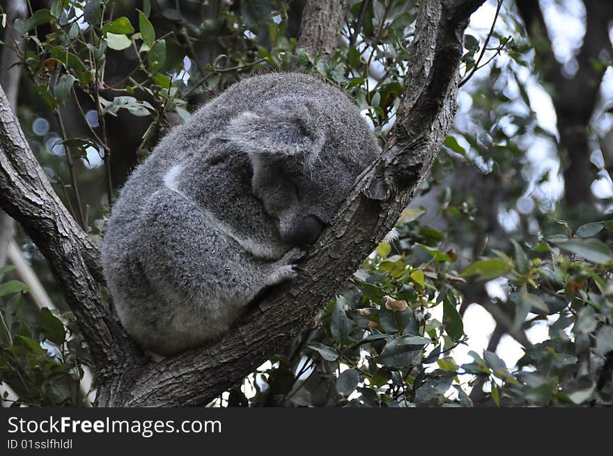 Stock photo of a sleeping koala sitting in a tree. Stock photo of a sleeping koala sitting in a tree