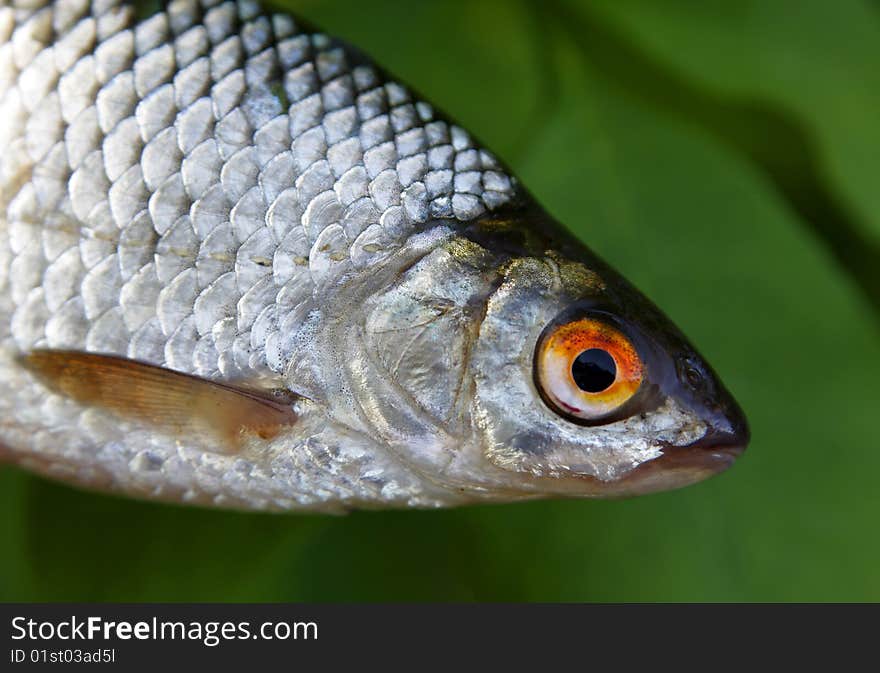 River fish close-up on a background of green leaves