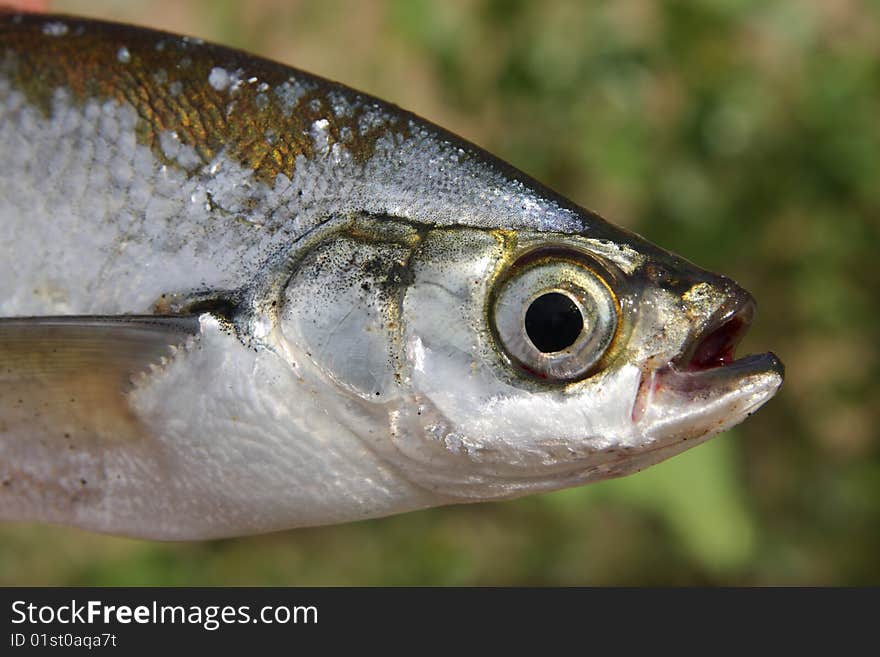 Fish close-up